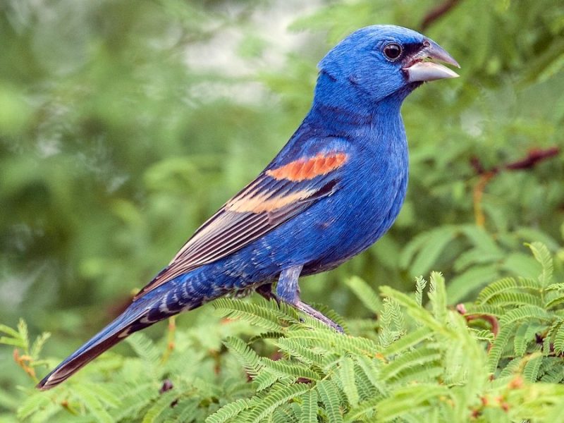 blue-grosbeak-passerina-caerulea-800x600-1-6 Blue Birds in Michigan