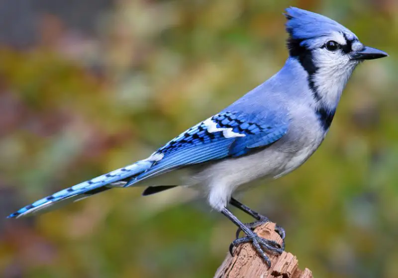 Birds in Virginia