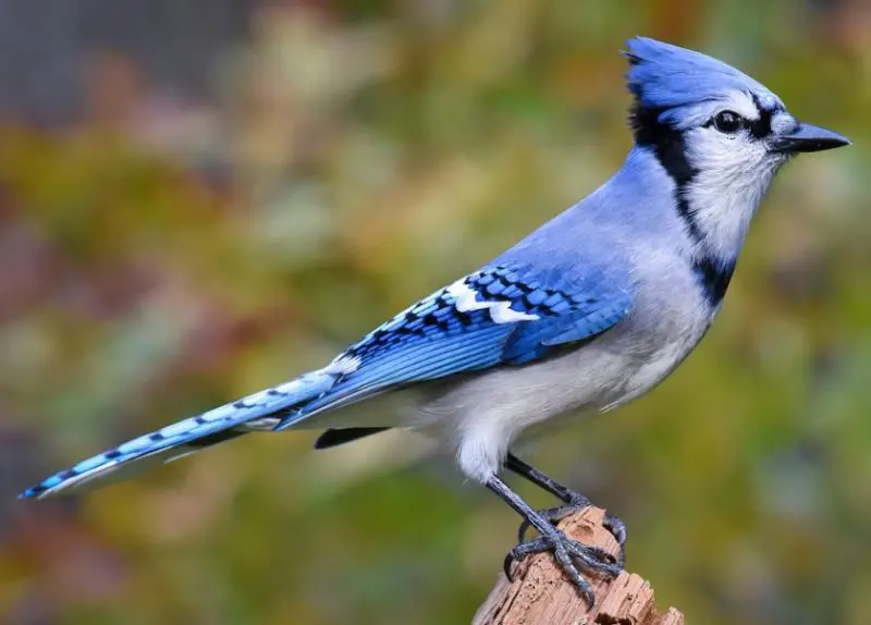 Backyard Birds in Indiana