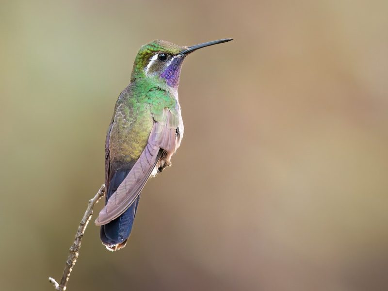 blue-throated-hummingbird-lampornis-clemenciae-800x600-1-1 Hummingbirds in Arizona