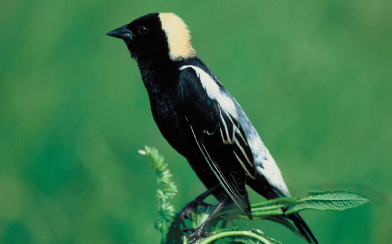 Black Birds with White Stripes on Wings