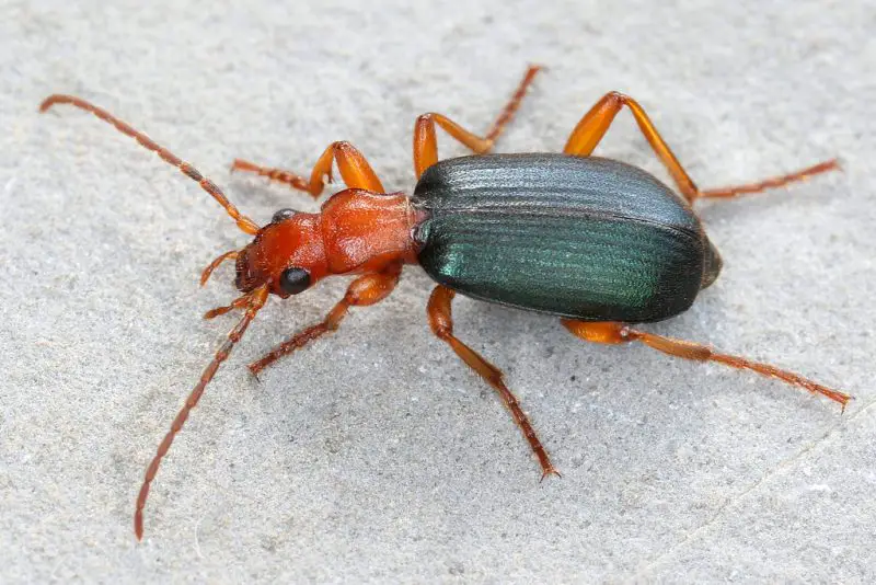 Types of Beetle Insects