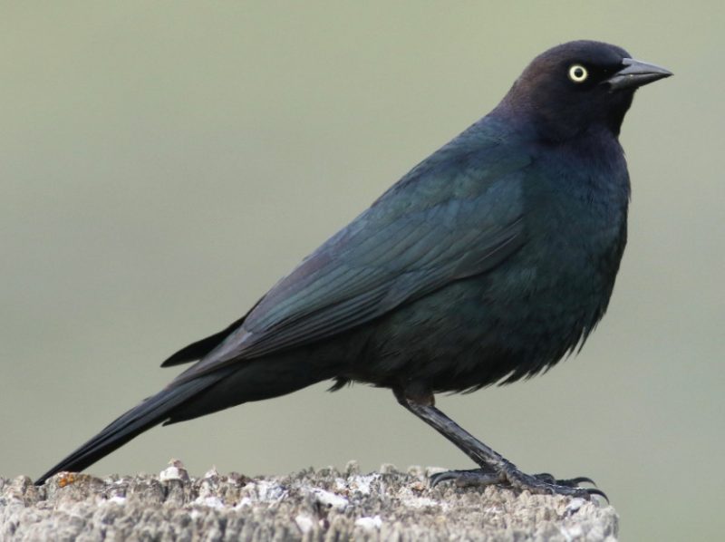 Black Birds in Florida
