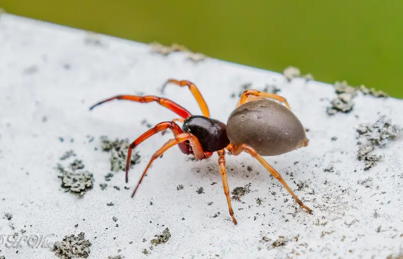 broad-faced-sac-spider-800x514-1 Brown Spiders in Texas