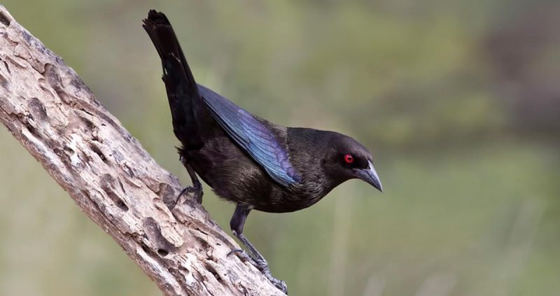 black bird with brown head