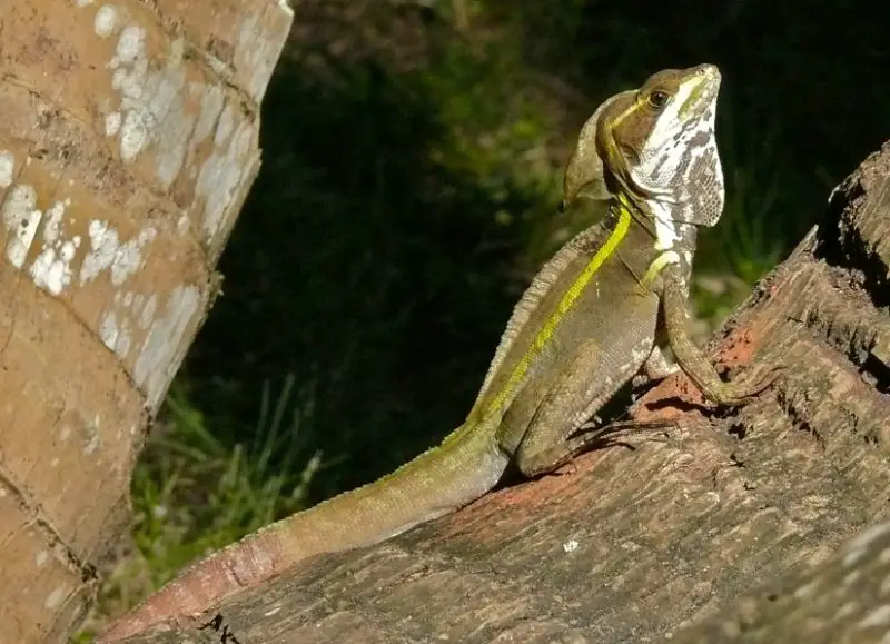 Lizards in Florida