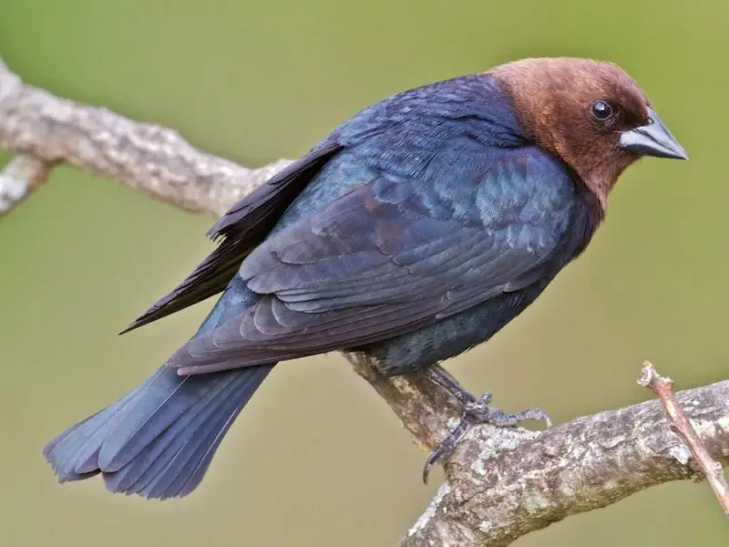 black bird with brown head
