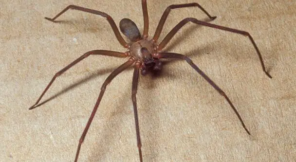 Brown Recluse Spider
