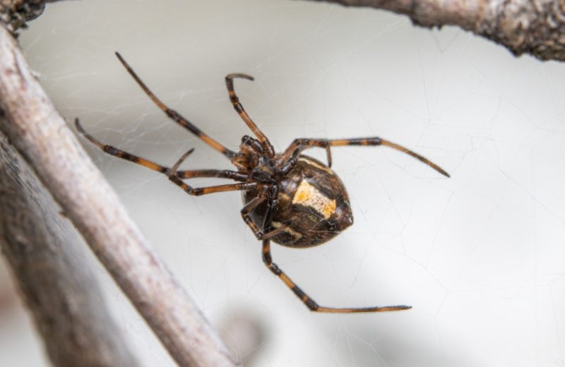 brown-widow-800x520-1 Spiders in Arkansas
