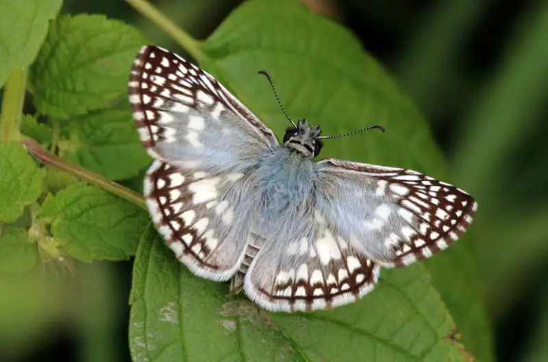 Michigan Butterflies