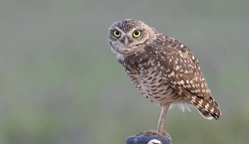 burrowing-owl-800x463-1-1 Types of Owls in Colorado