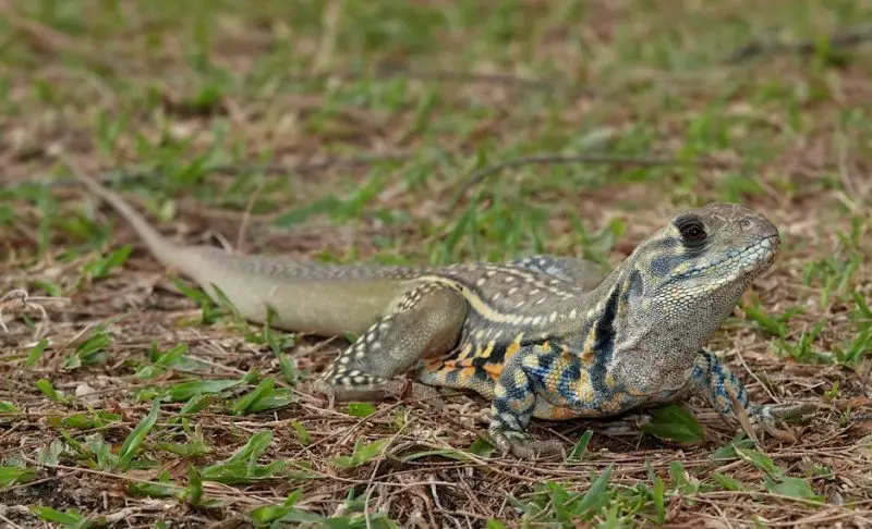 Lizards in Florida