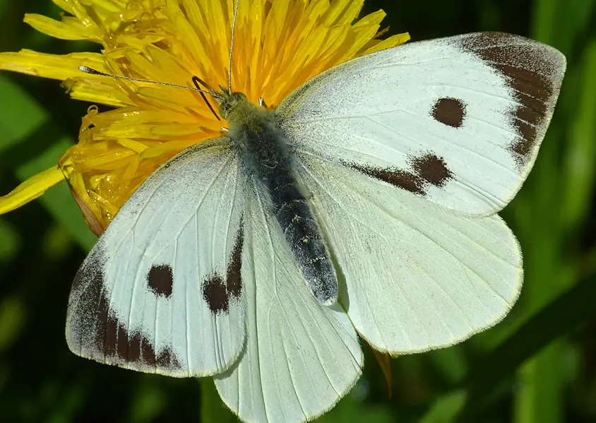 Butterflies in New York State