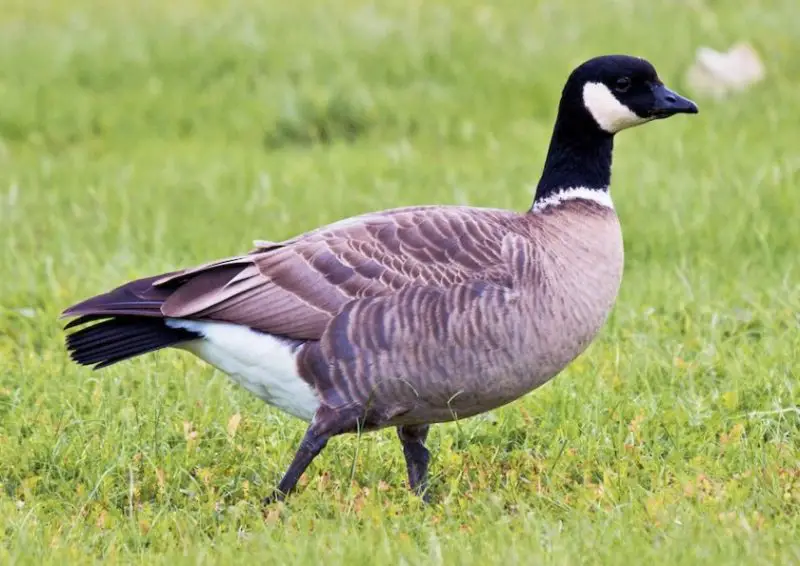 Geese in Oregon
