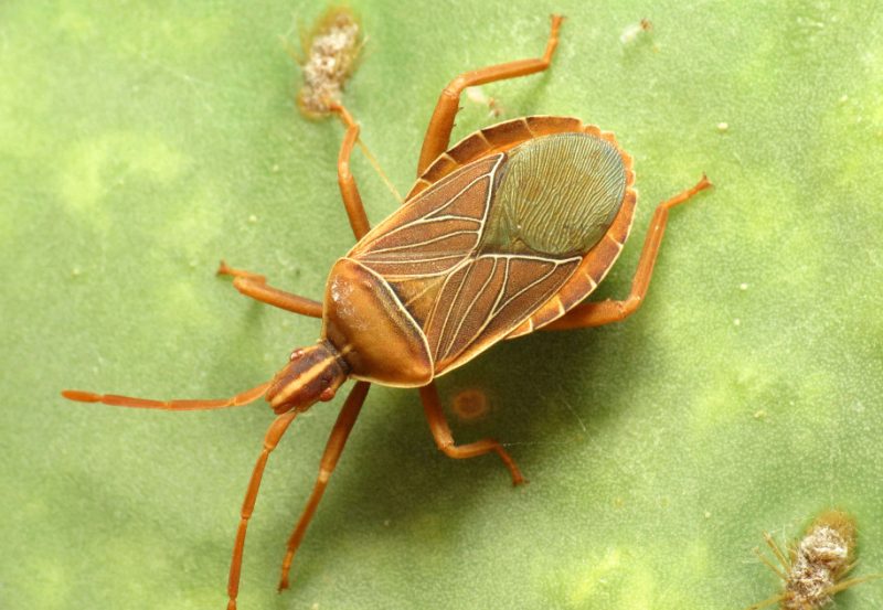 Black and Orange Bugs