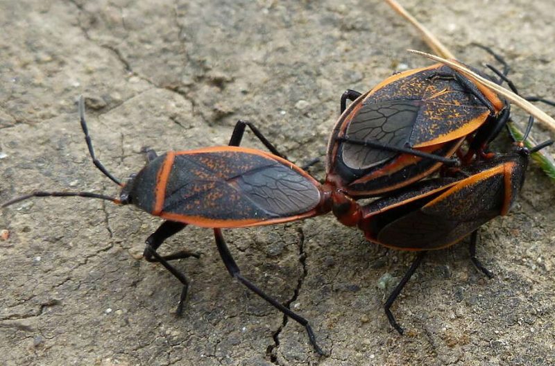 Black and Orange Bugs