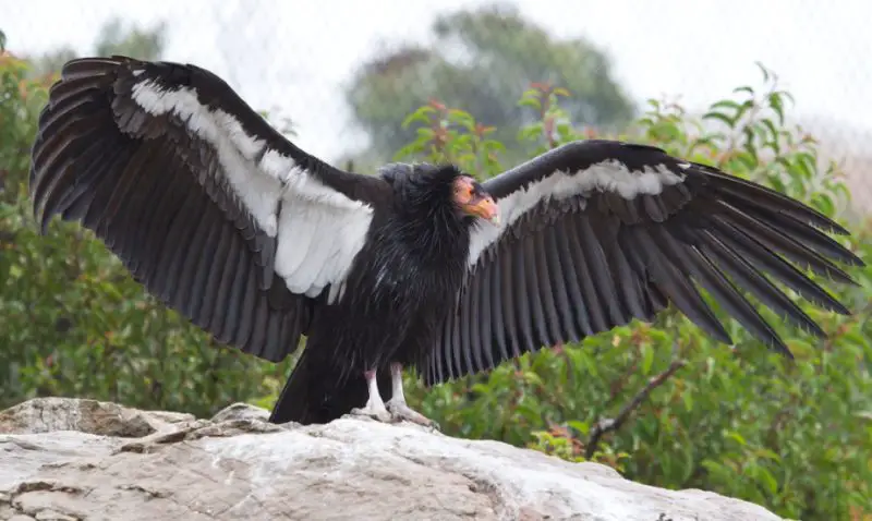 Black Birds with White Stripes on Wings