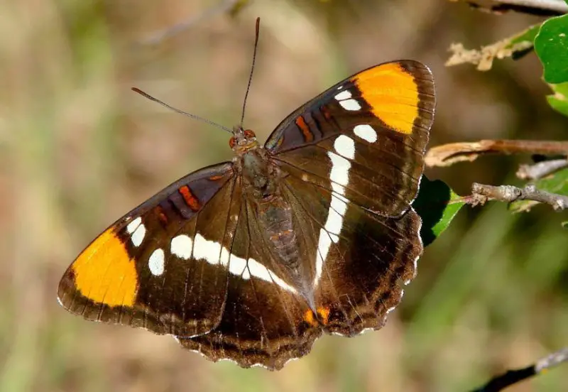 Black and Orange Butterfly