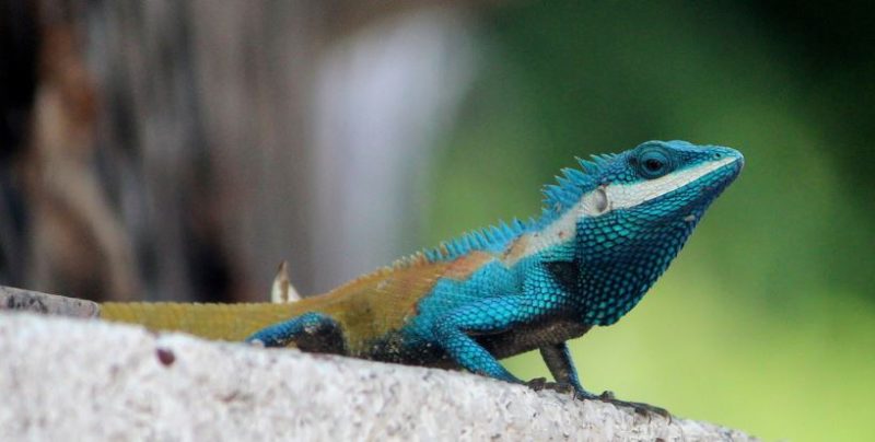 Green Lizards in Florida