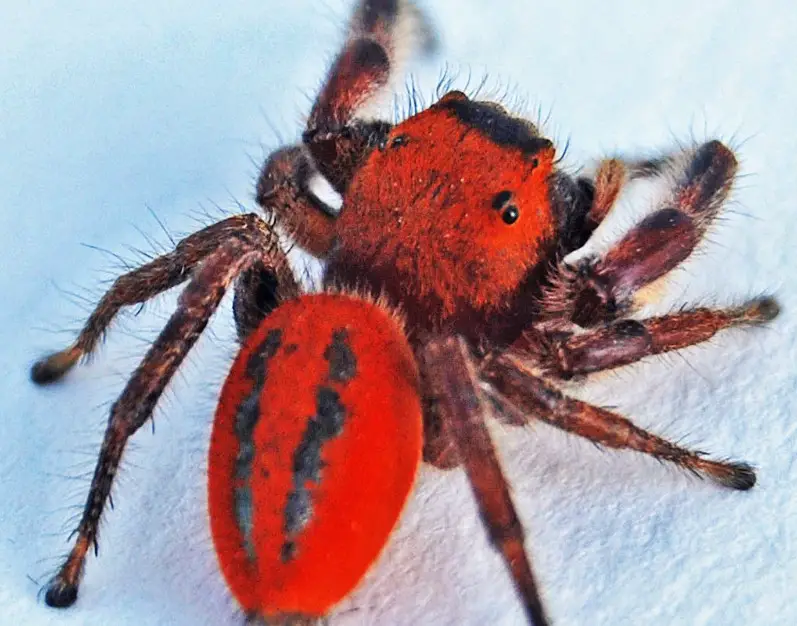 Tiny Red Spiders