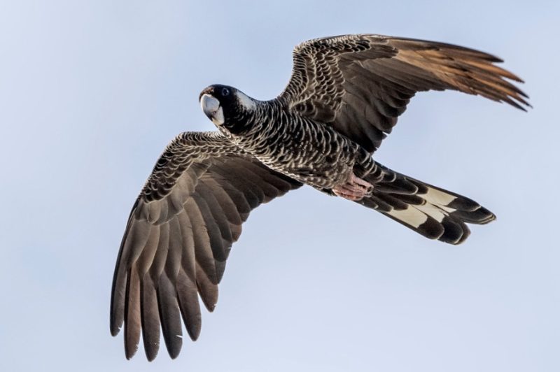 Black Birds with White Stripes on Wings