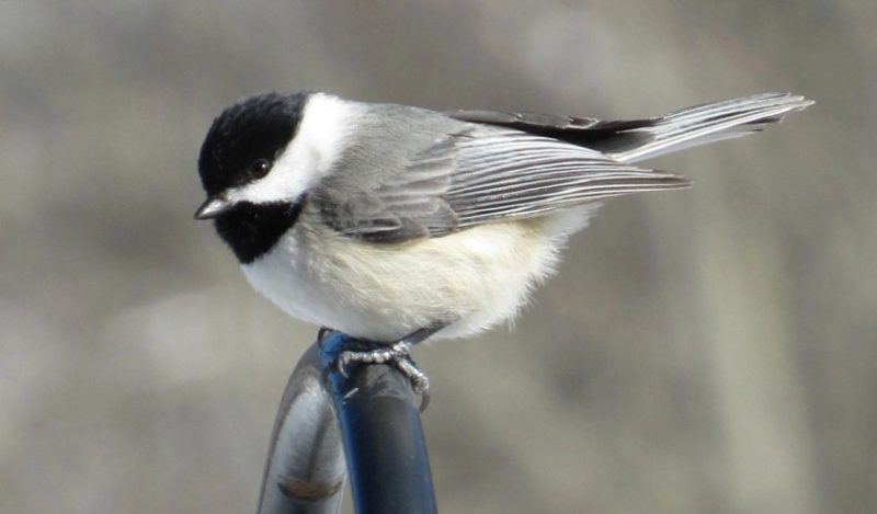 carolina-chickadee-800x469-1-3 Common Birds in Georgia