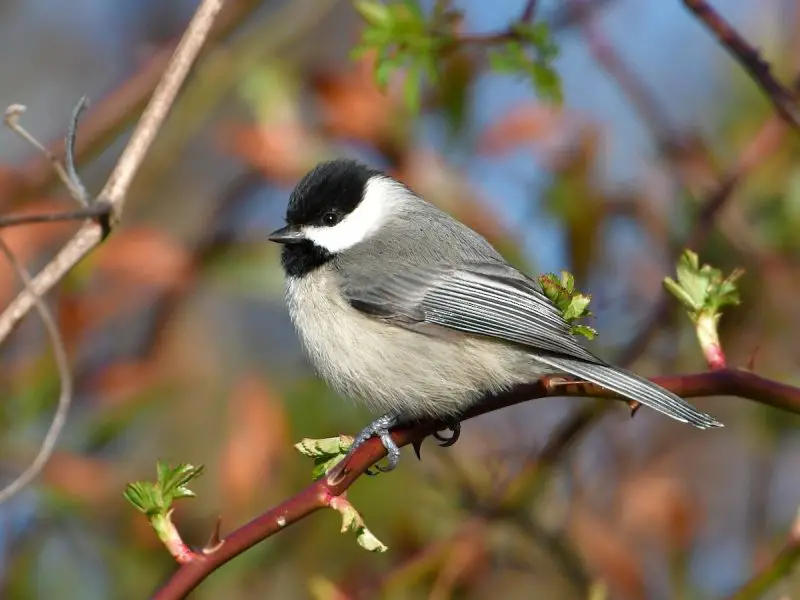 Backyard Birds in Indiana