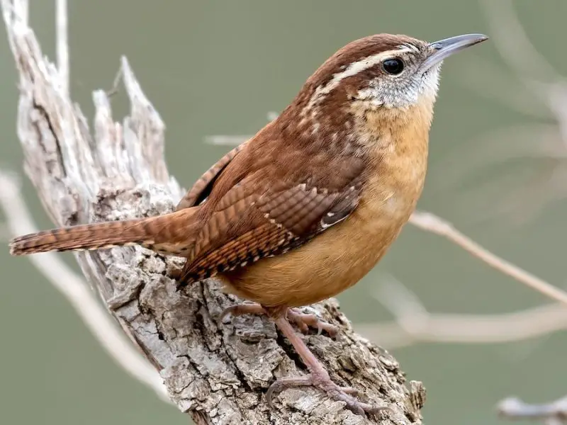 Backyard Birds in Indiana
