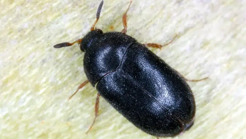 Tiny Black Bugs In House Near Windows