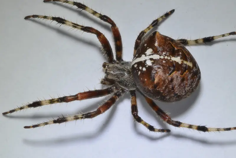 cat-faced-orbweaver-800x534-1 Brown Spiders in Texas
