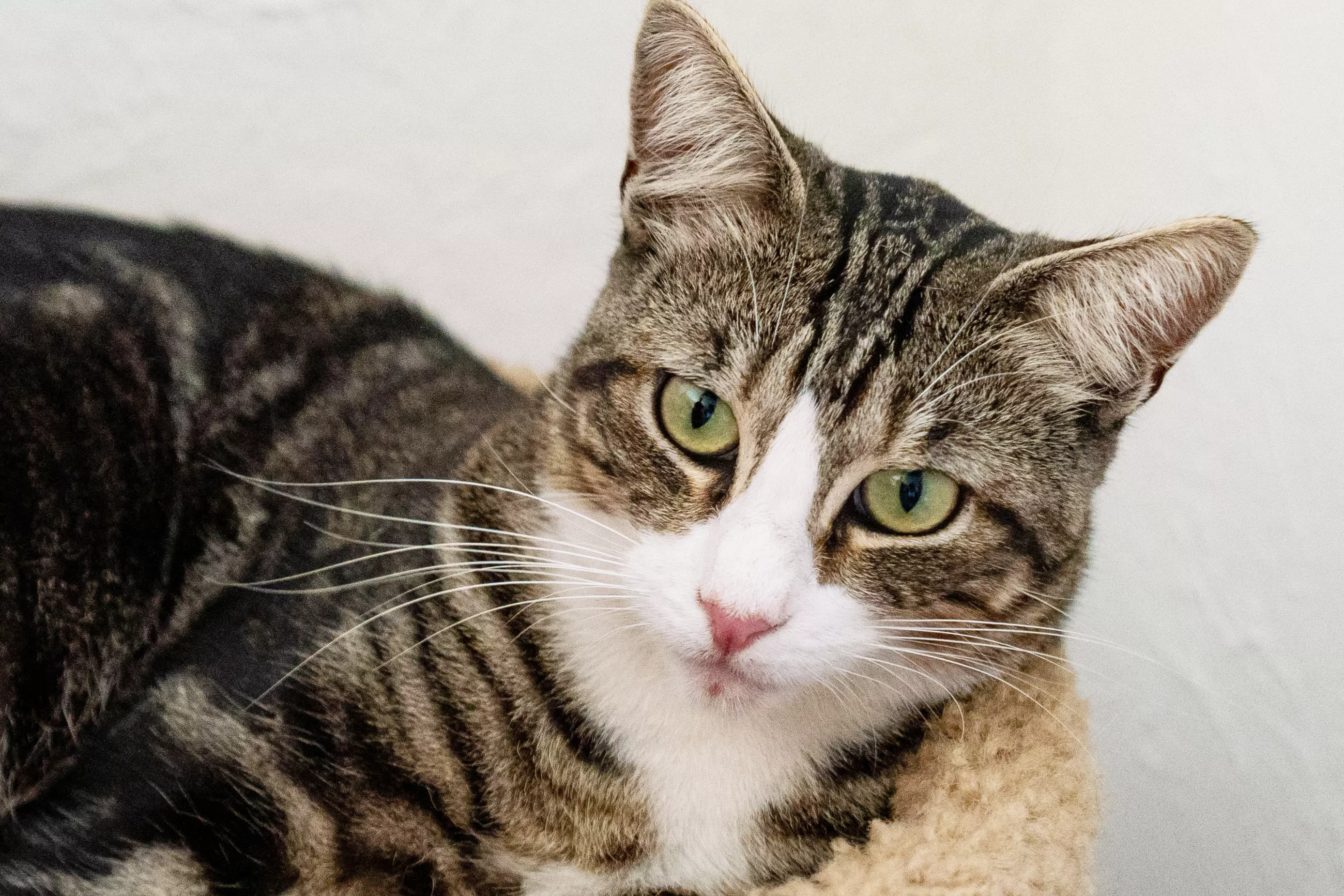 Brown and white cat with light green eyes