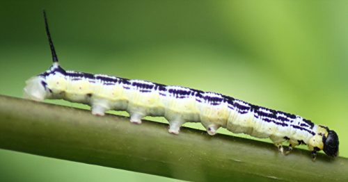 20 Types of White Caterpillars (With Pictures)