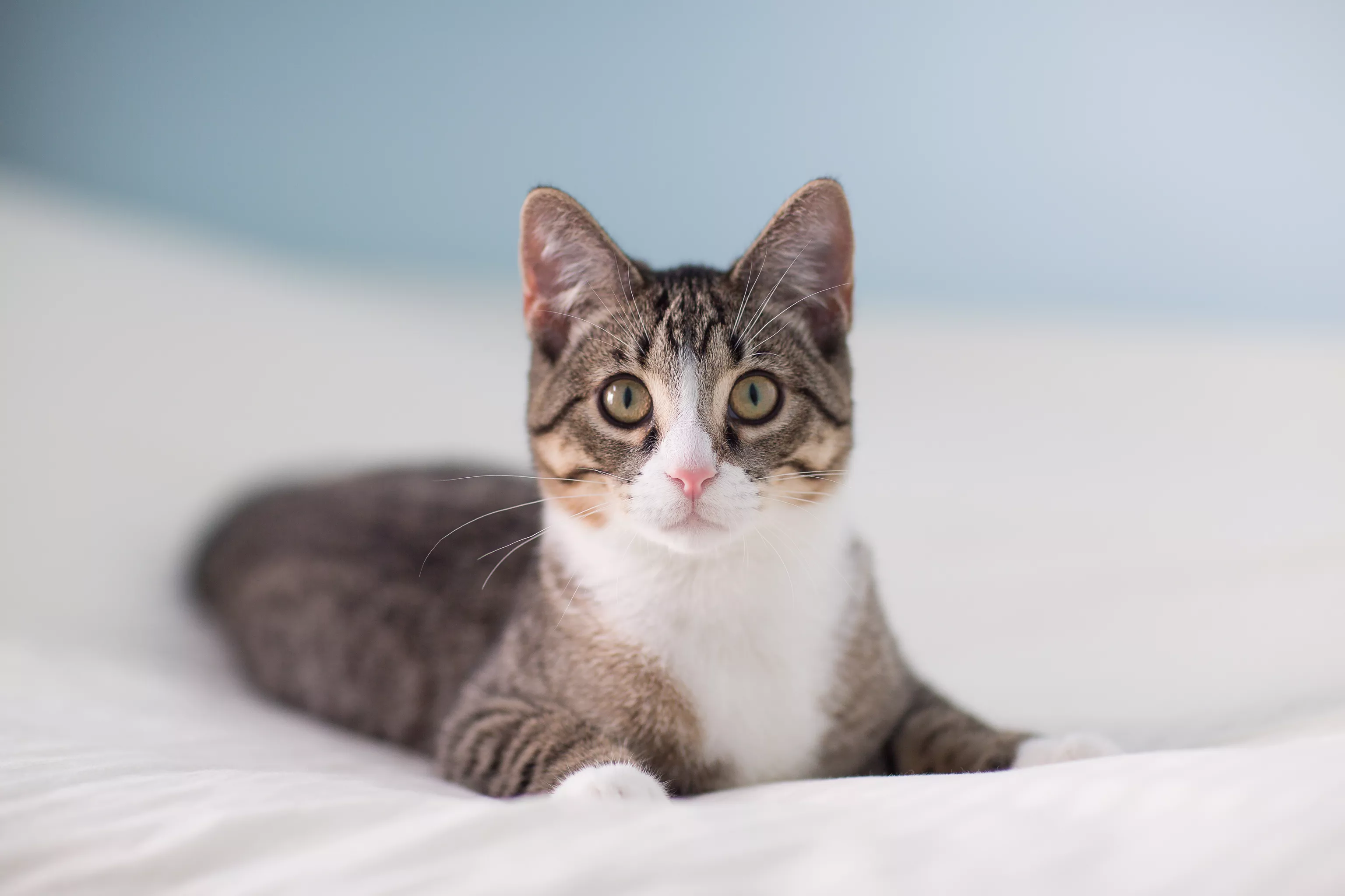 Tabby and White Cat Laying on a Bed