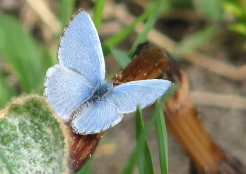 Michigan Butterflies