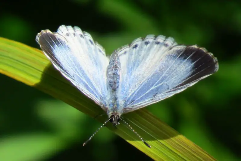Michigan Butterflies