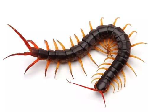 Centipedes