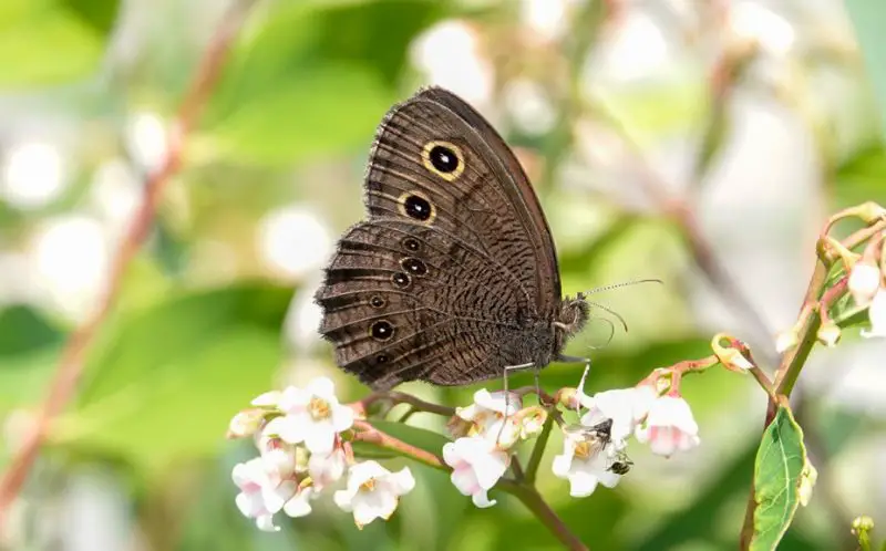 Michigan Butterflies