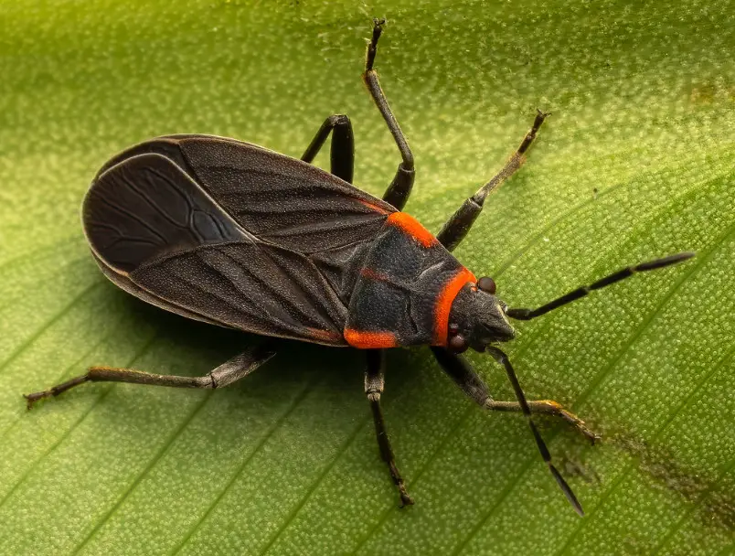 Black and Orange Bugs