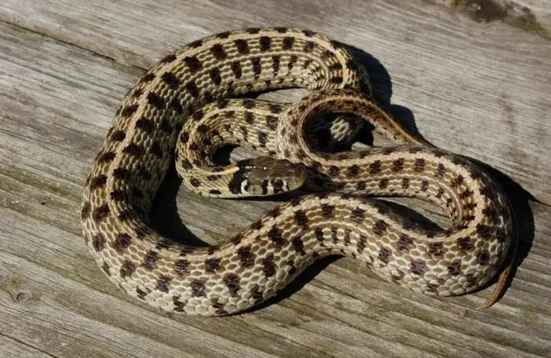 checkered-garter-snake-800x520-1-2 Types of Snakes in Oklahoma