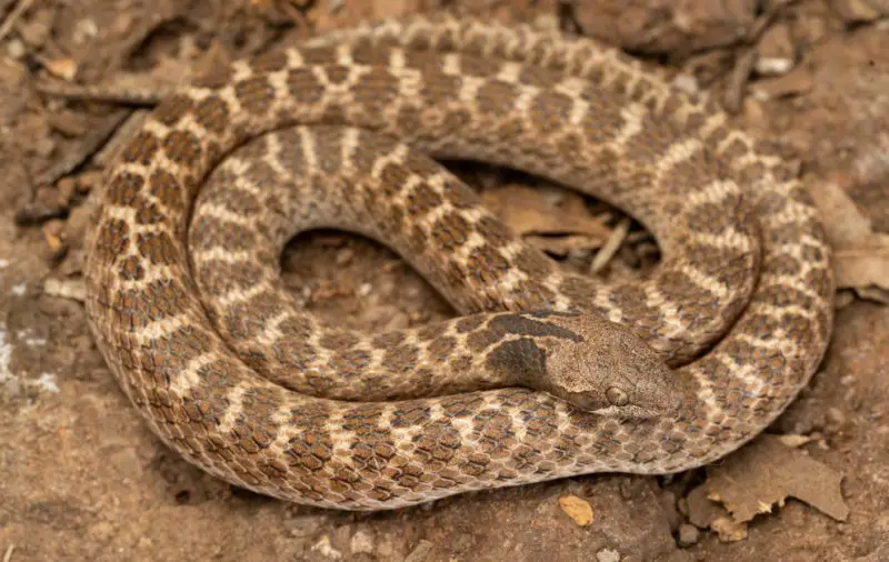chihuahuan-nightsnake-800x506-1-1 Types of Snakes in Oklahoma