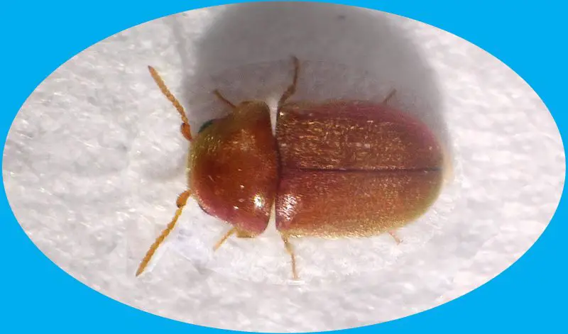 Types of Beetle Insects