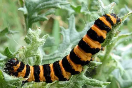 Cinnabar Moth Caterpillar