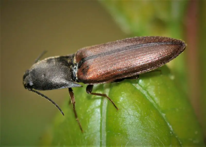 Types of Beetle Insects