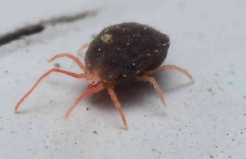 Tiny Black Bugs In House Near Windows