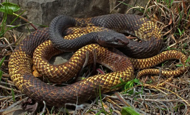 coachwhip-800x485-1-2 Types of Snakes in Oklahoma
