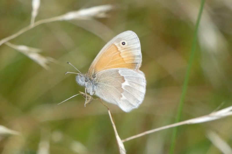 Michigan Butterflies