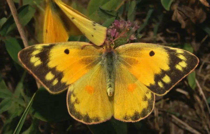 Michigan Butterflies