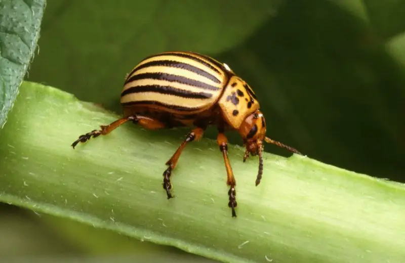 Yellow Beetles with Black Spots