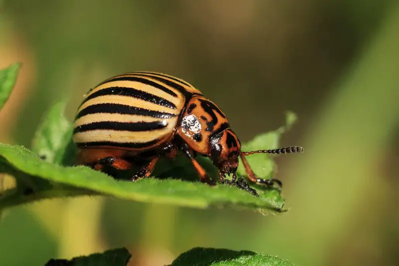 Types of Beetle Insects