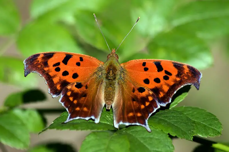Butterflies in New York State